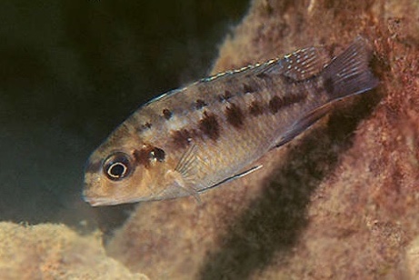 Tropheops sp. 'rust' Lion's Cove